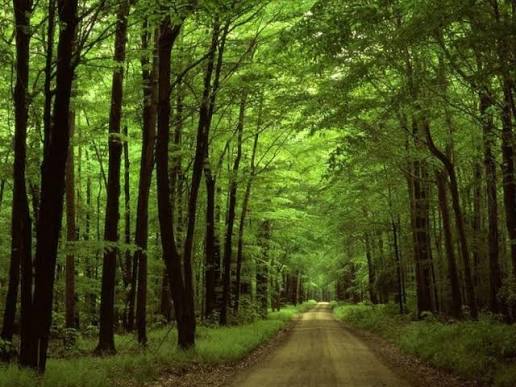 Gechresh Forest
