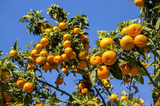 Citrus Valley