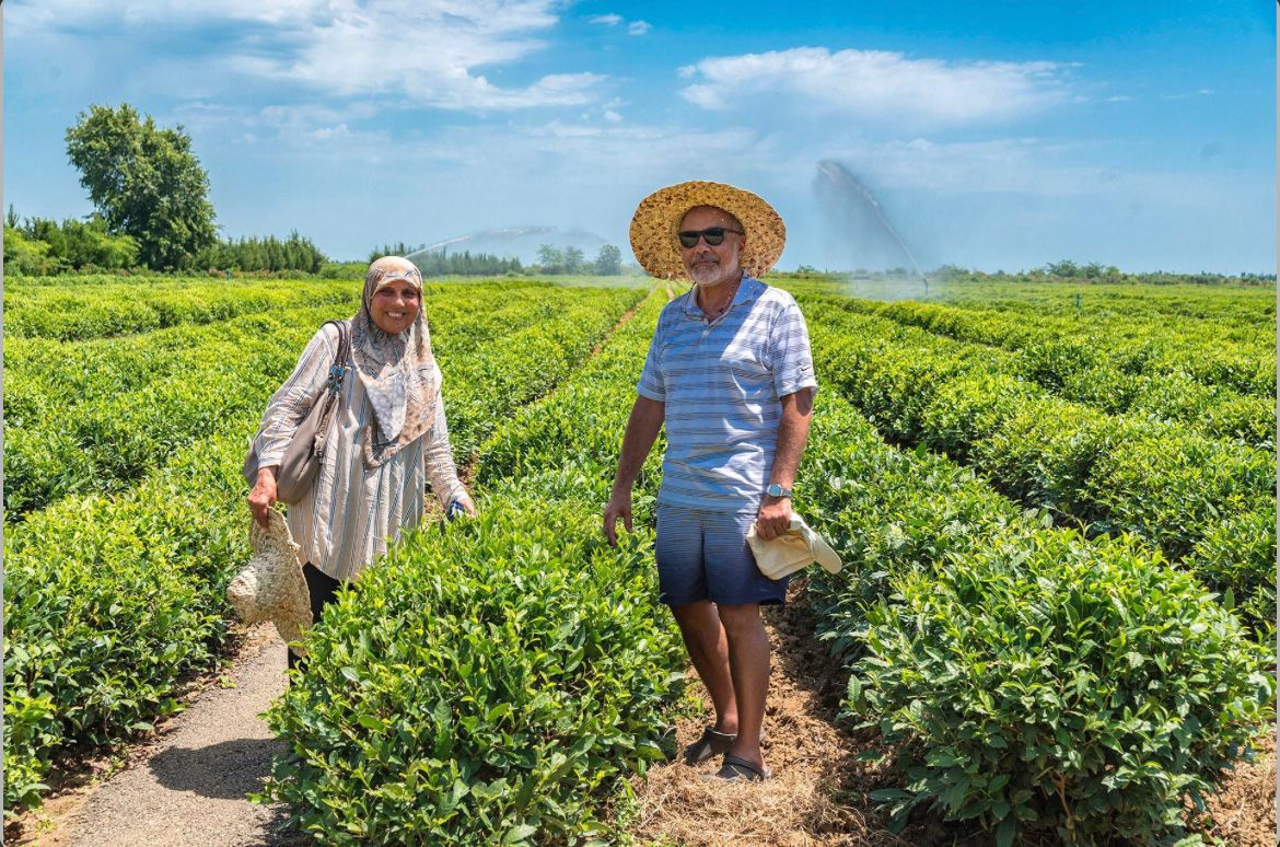 Tea Plantations